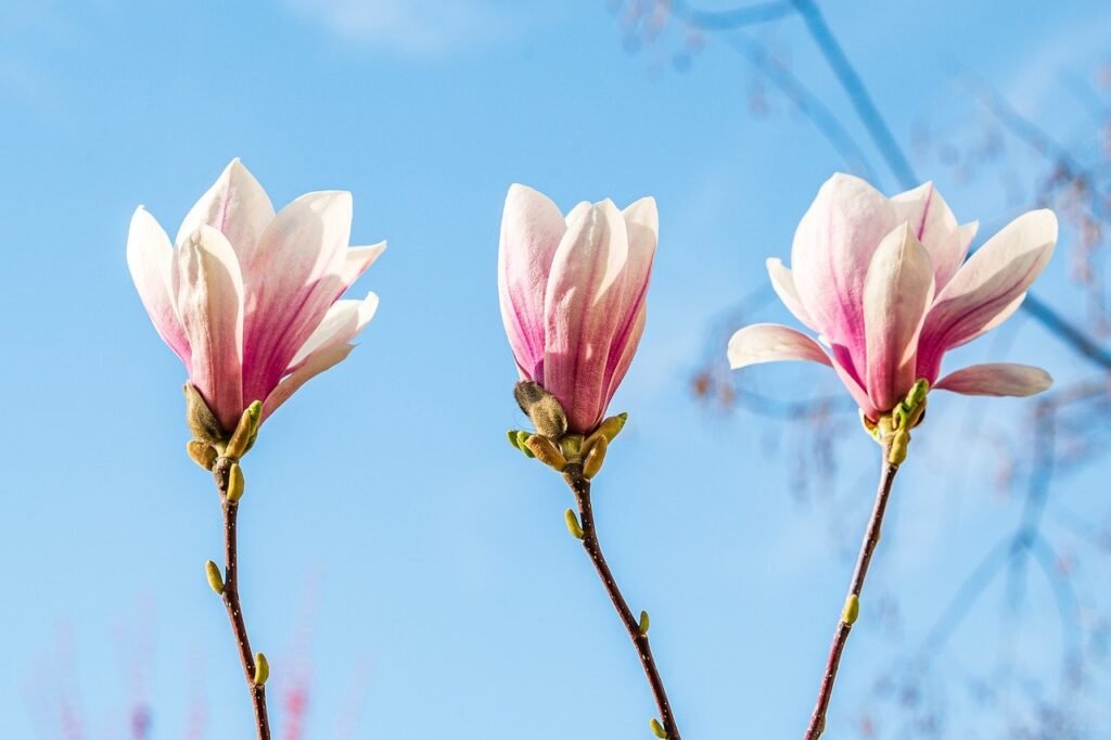 magnolia, flower wallpaper, pink-8633623.jpg
